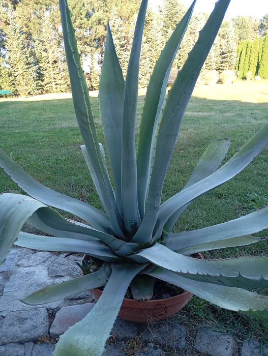 Agawa duża do ogrodu