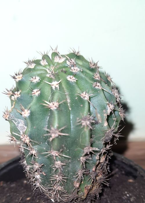 Кактус  квітучий