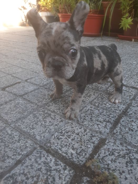 Buldog Francês blue Merlle