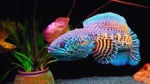 Cetarius -Channa Aurantimaculata.