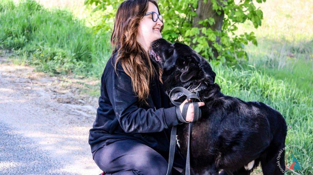 PIĘKNY, WESOŁY, mądry, duży psiak - kocha ludzi, zna komendy - adoptuj