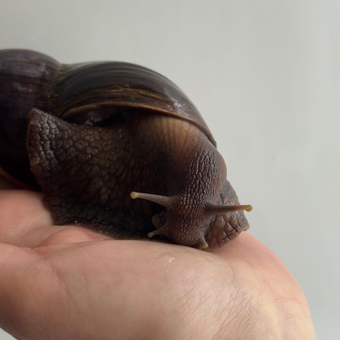 Ахатина Фуліка Стандарт равлики косметологія snail therapy collagen