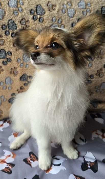 Papillon Spaniel kontynentalny miniaturowy  - piesek - ZKwP/FCI