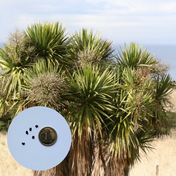 Cordyline australis – kordylina australijska – 5 nasion NASIONA