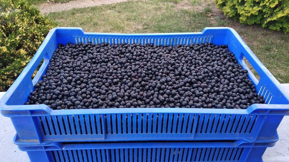 Aronia z rodzinnego sadu - naturalna i ręcznie zbierana