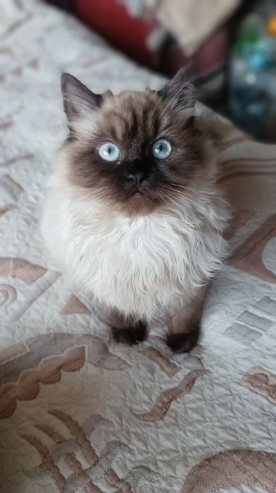 Невська маскарадна дівчинка 4 міс