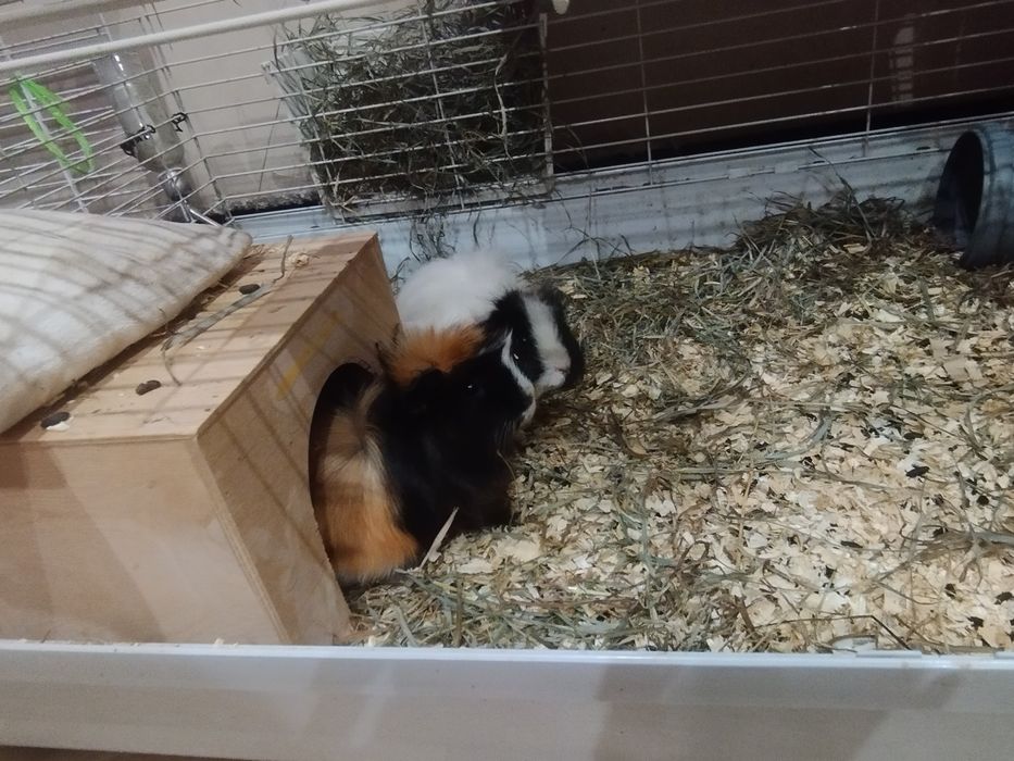 Świnki morskie z klatką