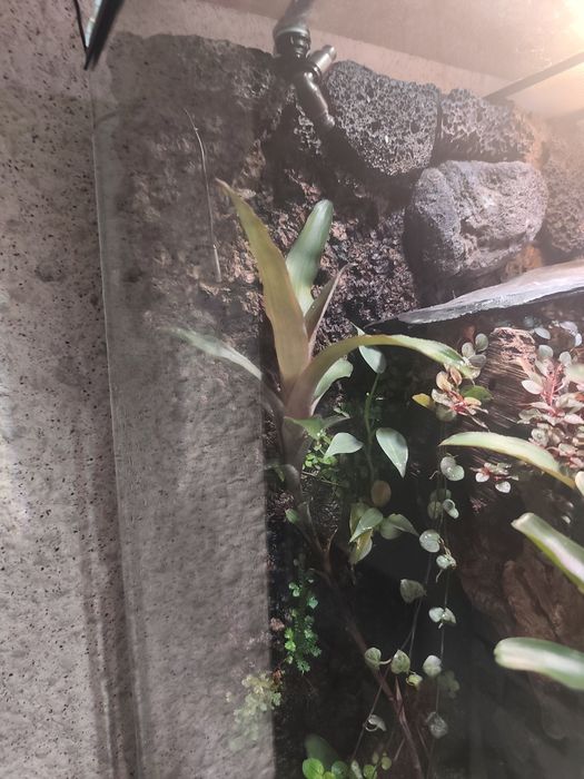 Vriesea roślina do terrarium