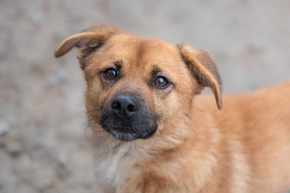 Kortu: dworskie maniery, łagodny charakter