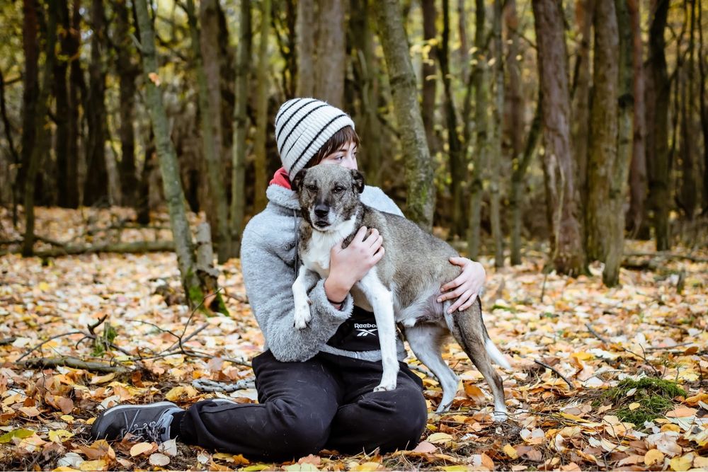 Kantor-pies wymagający pracy czeka na świadomy dom-adopcja