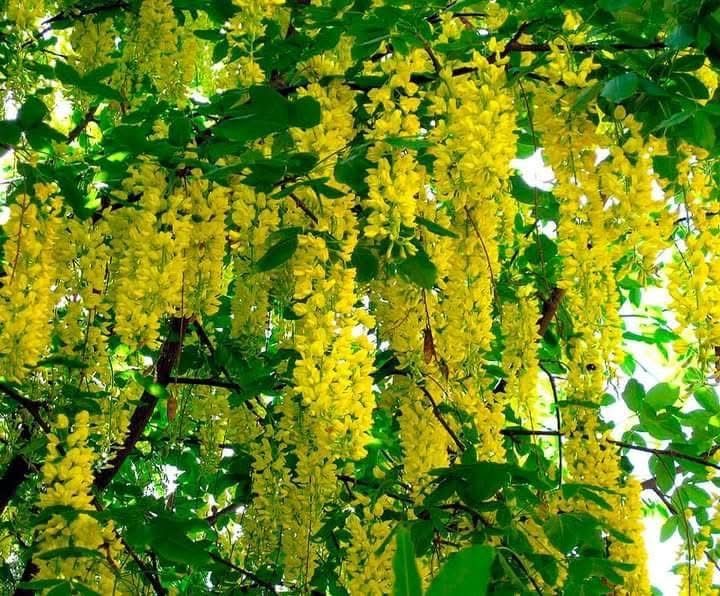 Бобовник  (золотий дощ)