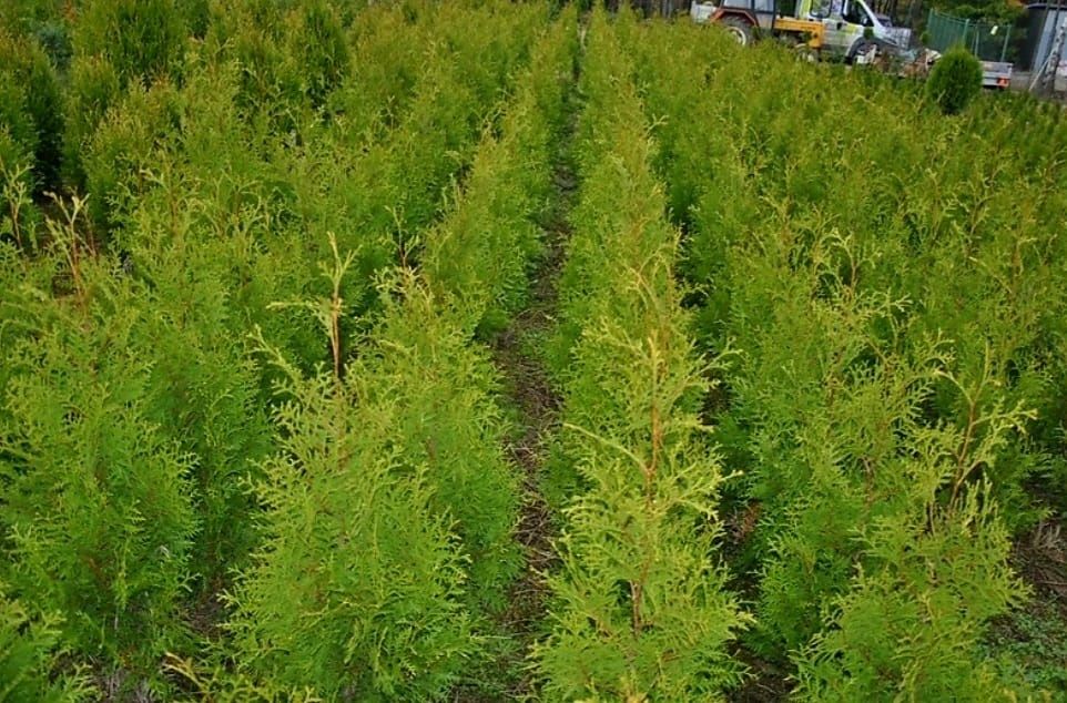 Tuja 120 CM Brabant Tuje Thuja Promocja Gęste