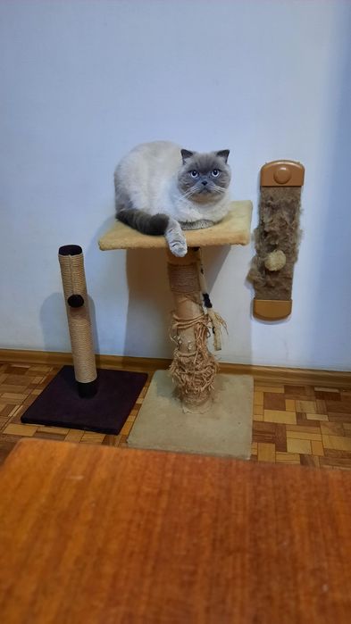 Передержка животных питомцев