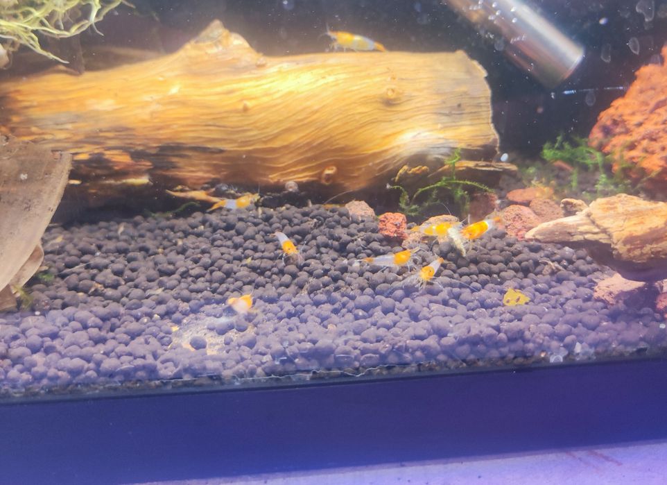 Neocaridinas/Caridinas