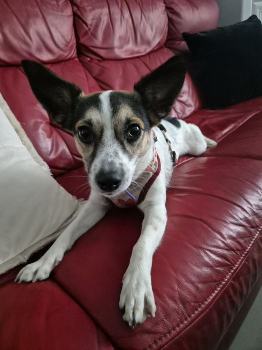 Młodziutka Psotka do adopcji.