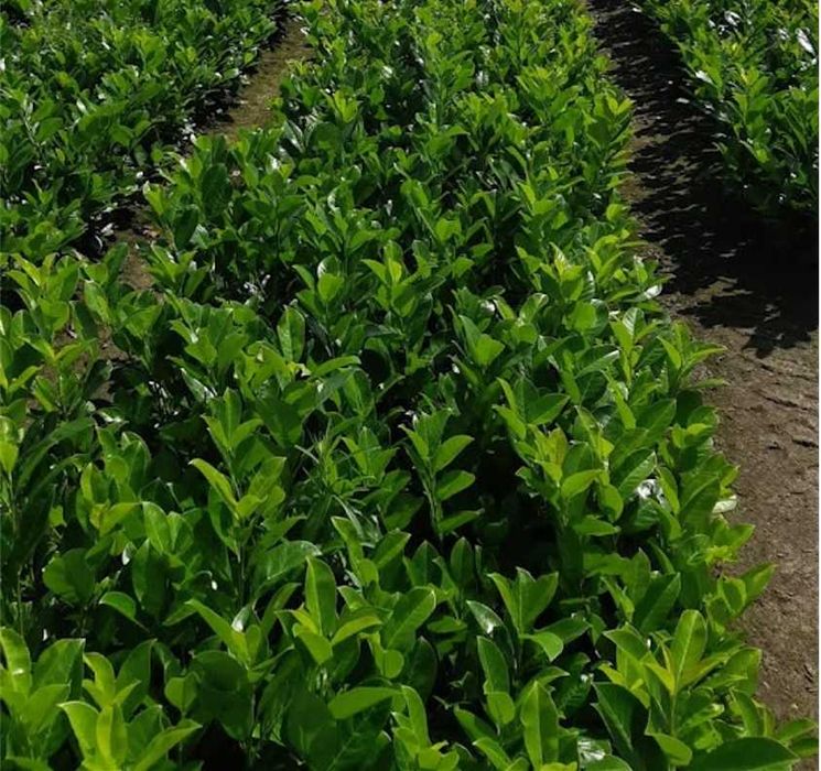 Laurowiśnia na żywopłot 60 70 cm