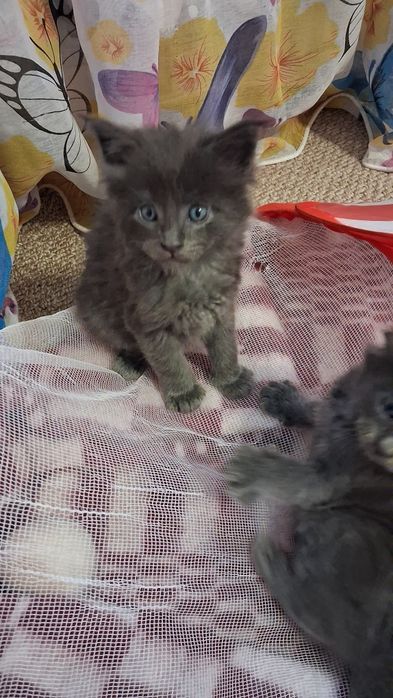 Кошенятко,  котята, Котенок,  мейнкун