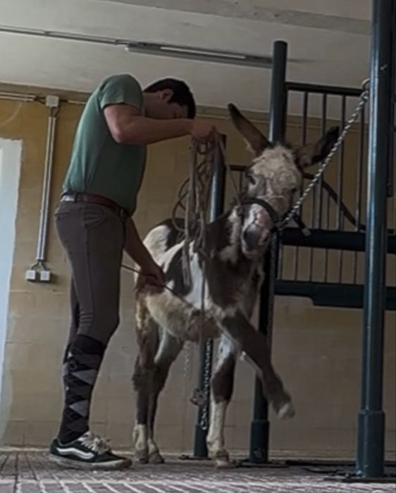 Burro malhado 2 anos montado