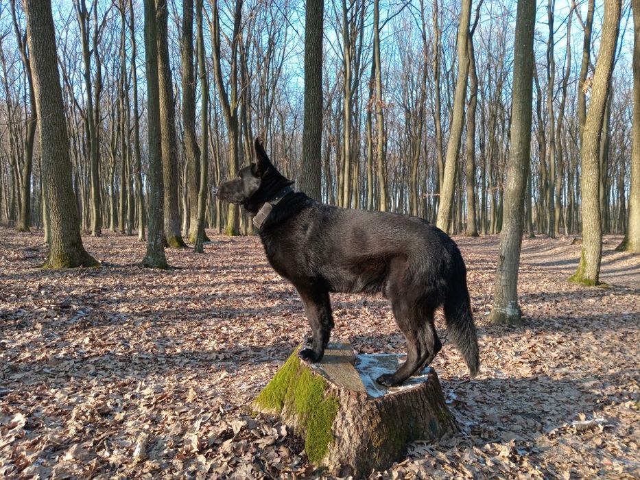 Німецька вівчарка, кобель для в'язки