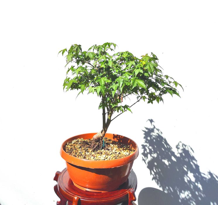 Pre Bonsai klon palmowy Little Princess