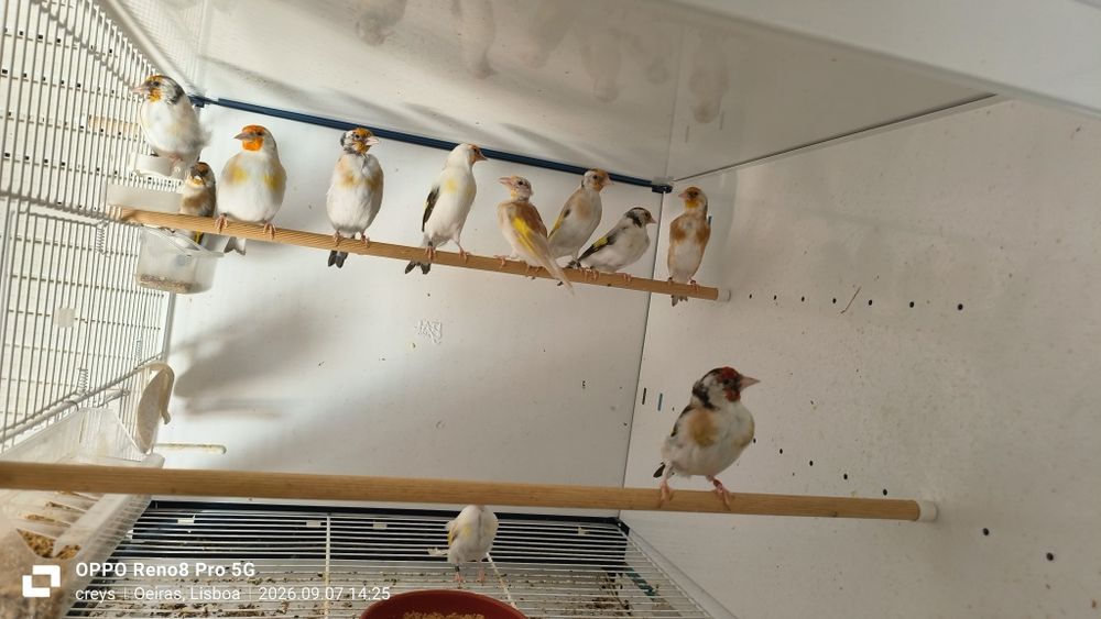 Carduelis major clássicos e portadores