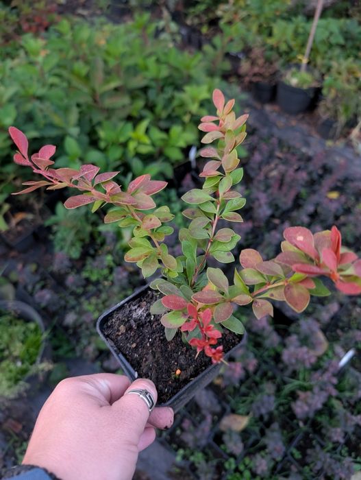 Барбарис Тунберга Корал, Berberis Thunbergii  Coral