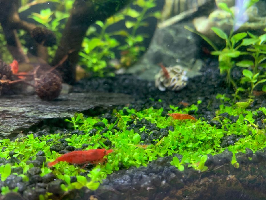 Krewetki Red Cherry, RC ładnie wybarwione