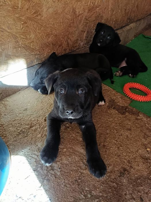 Cachorros para adoção