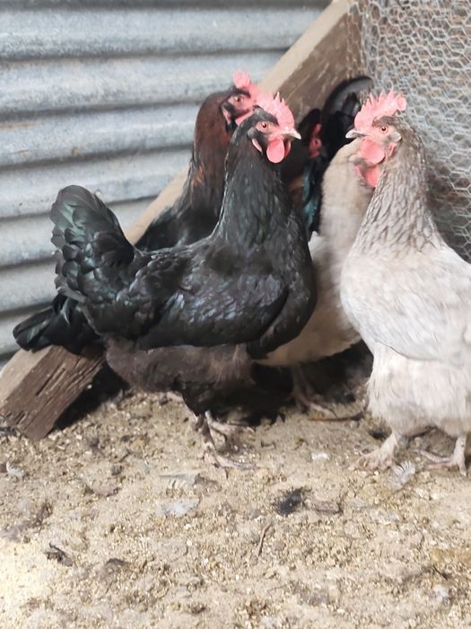 Ovos Marans e Seramas incubação