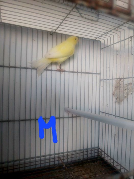 Aves para mudar de gaiola
