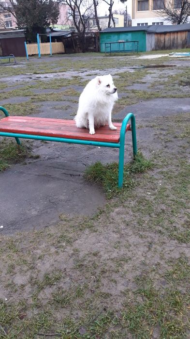 Японскій шпіц