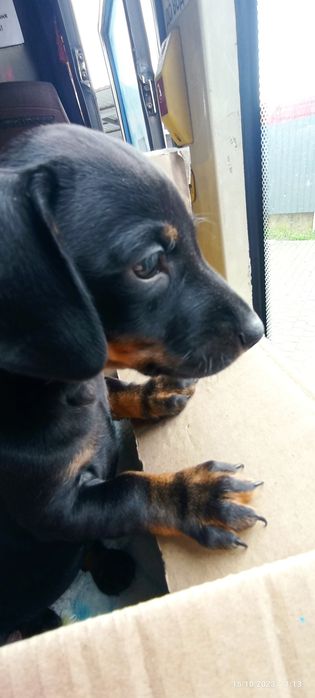 Чекають нову сім'ю таксята