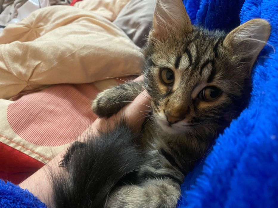 Отдам котят в добрые руки