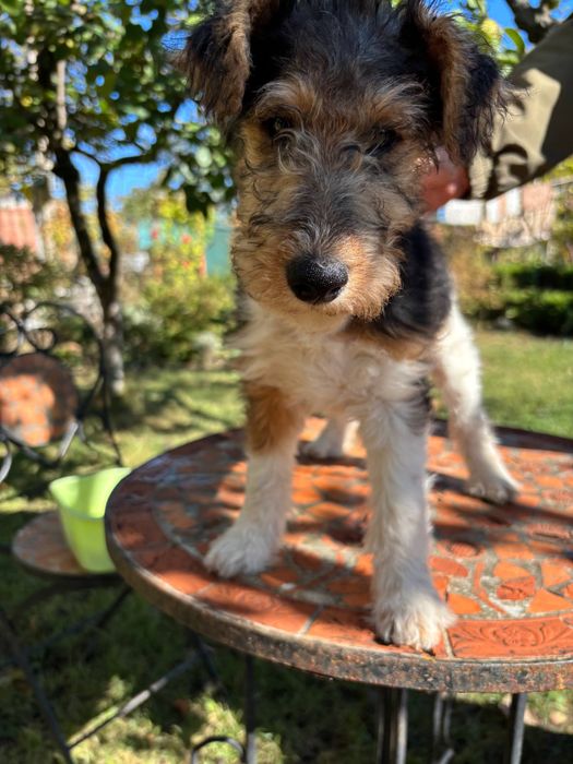 Щенки жесткошерстного фокстерьера КСУ/FCI