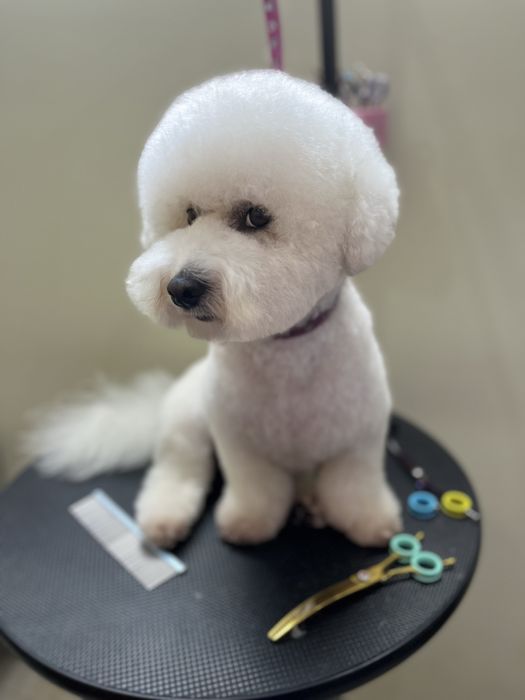 Стрижка собак та котів  зоолавка vorona