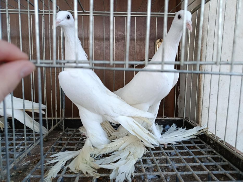 Bociany dolnośląskie para i samica