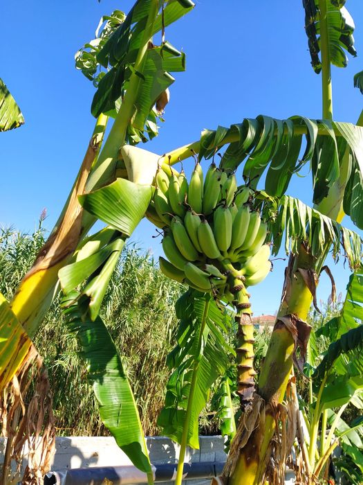 Bananas "Banana Maçã" maduras na bananeira