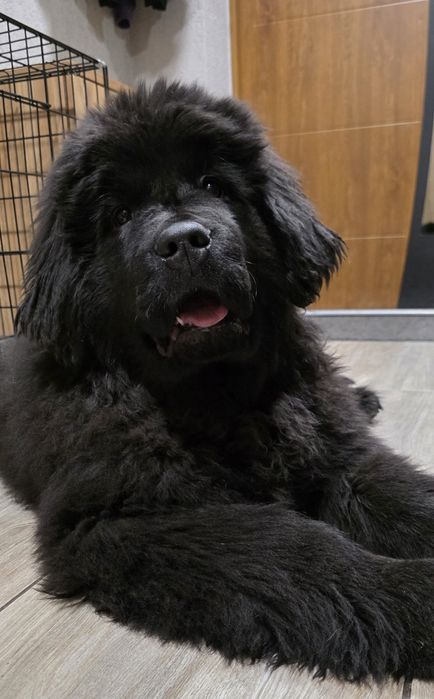 Nowofundland Wodołaz ZKWP FCI