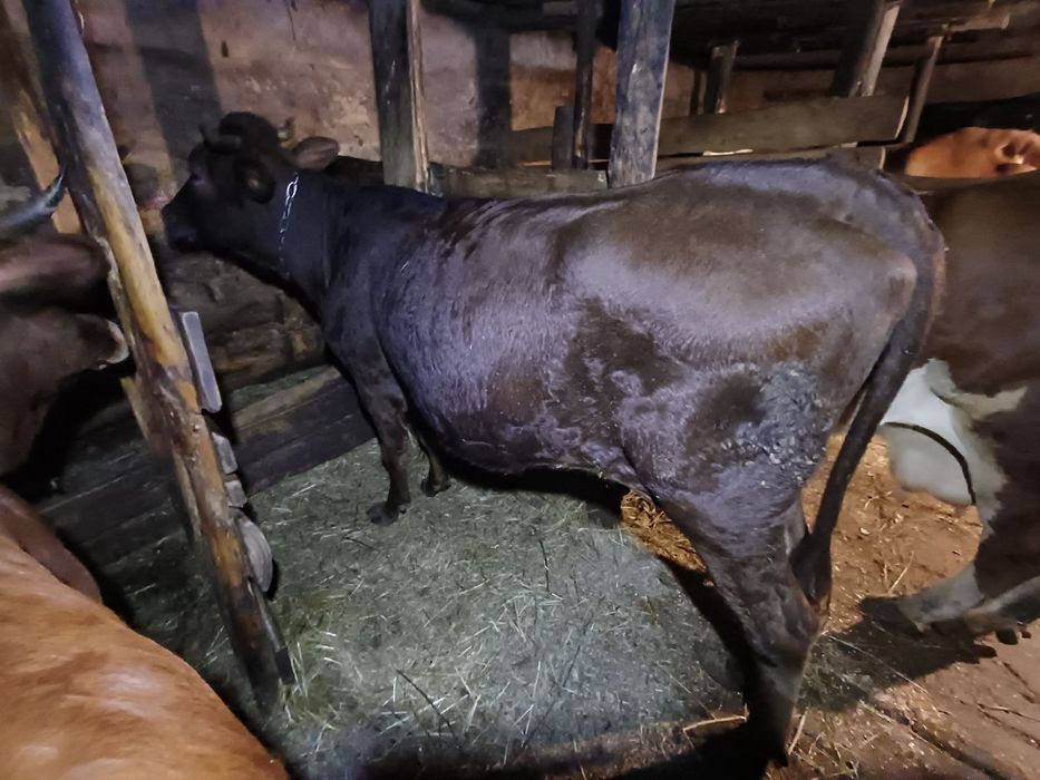 Продам молоду корову