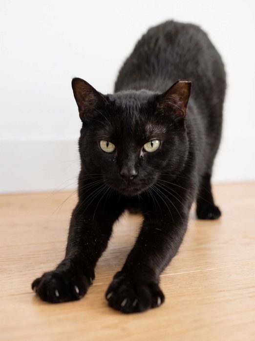 Setúbal / Margem Sul / Lisboa — BLACK, gatinho para adoção