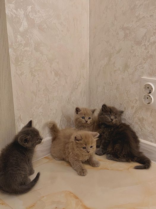Чистокровні кошенята.  Британські прямовухі кошенята