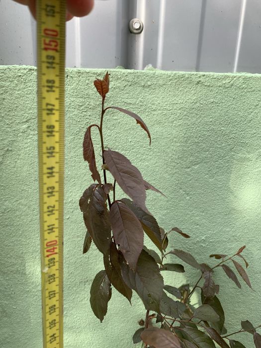 Ameixoeira em vaso de barro.