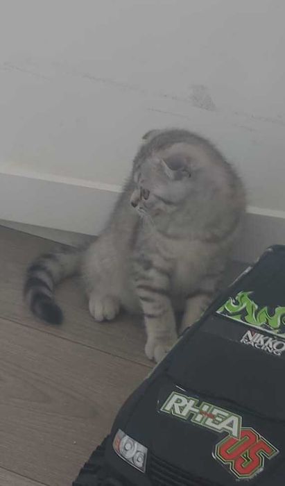 Scottish Fold silver tabby