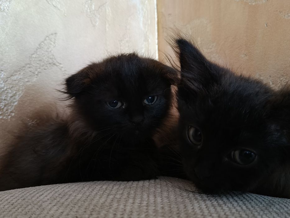 Отдам чёрных котят.