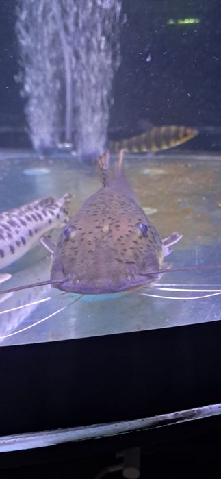 Vendo TSN (pseudopastitoma fasciatum) 35-40Cm