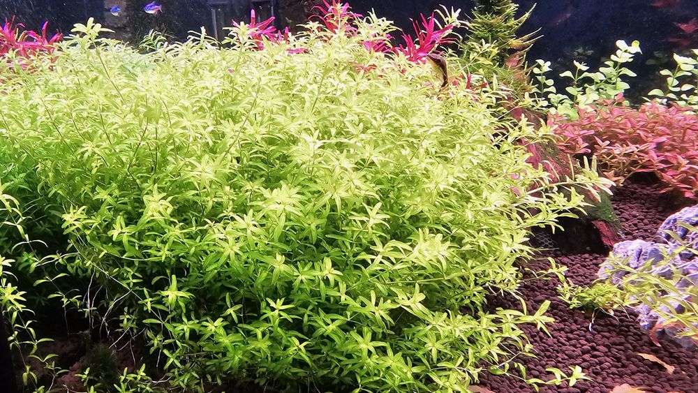 Roślinki akwariowe micranthemum micranthemoides duży Heniek