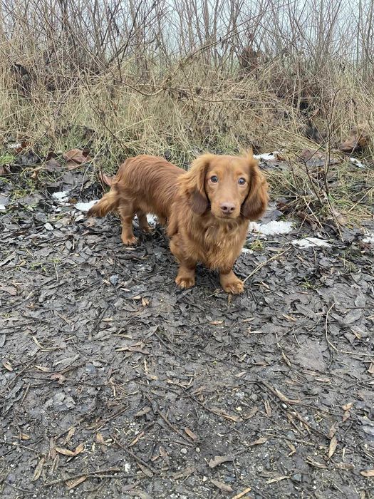 Jamnik długowłosy miniaturka