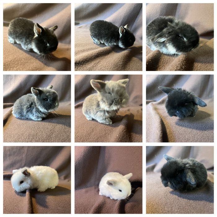 Mini lop/metryka/rasowe/legalna hodowla