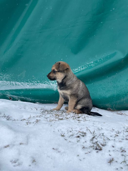Віддам цуценя в добрі руки