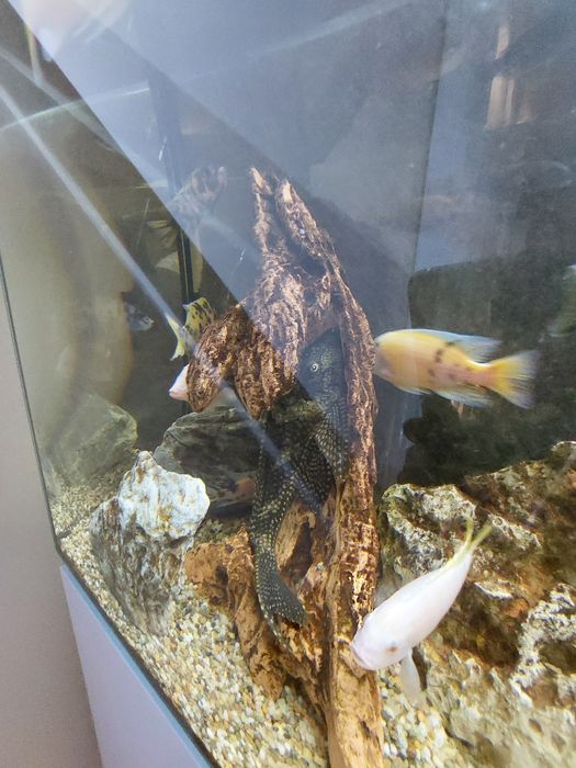 Aquário completo de ciclideos